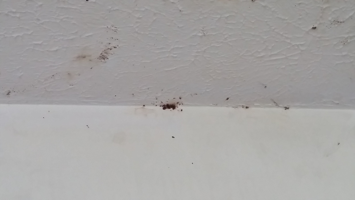 bed bug success story